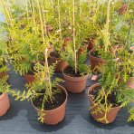 Tuja západná (Thuja occidentalis) ´BRABANT´ - výška 20-40 cm, kont. C2L